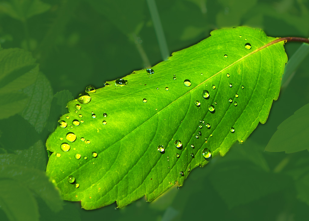 Drops on Leaf II
